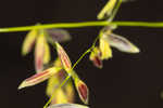 Annual wildrice <BR>Nakedstem dewflower <BR>Nakedstem dewflower <BR>Nakedstem dewflower <BR>Nakedstem dewflower